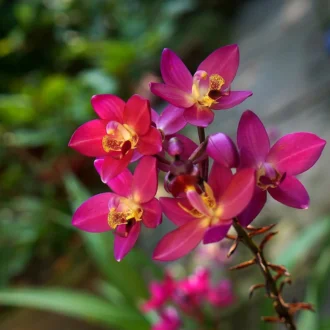 Orchidée, Laos