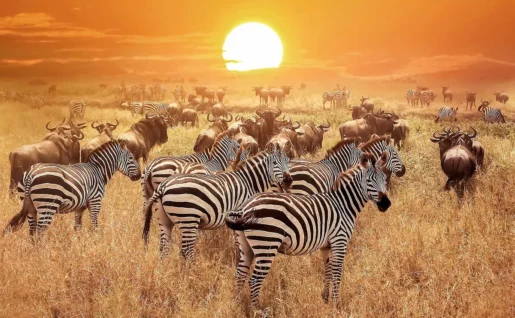 Migration, Parc National du Serengeti, Tanzanie