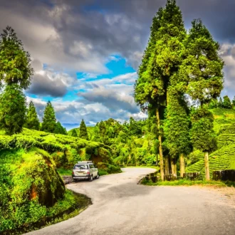 Voiture, Plantation de thé, Darjeeling, Inde