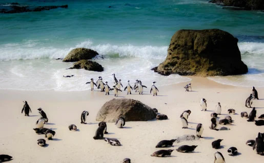 Manchots de Boulder Beach, Afrique du Sud