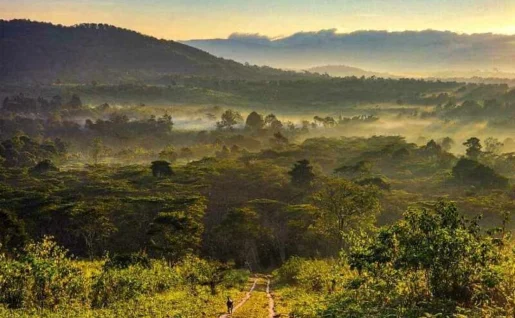 Ferme Mystic Mountain, Bolovens, Laos