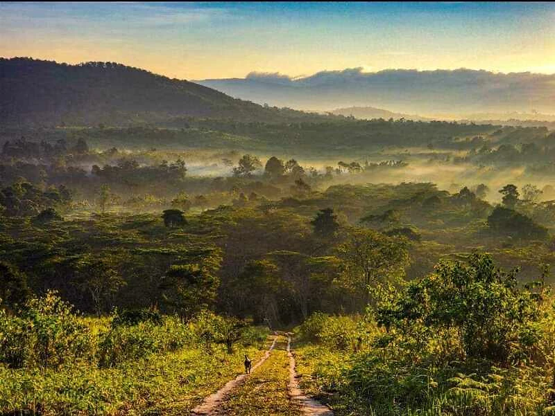Ferme Mystic Mountain, Bolovens, Laos