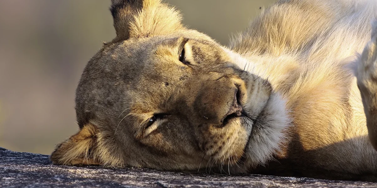 Lion, Afrique du Sud