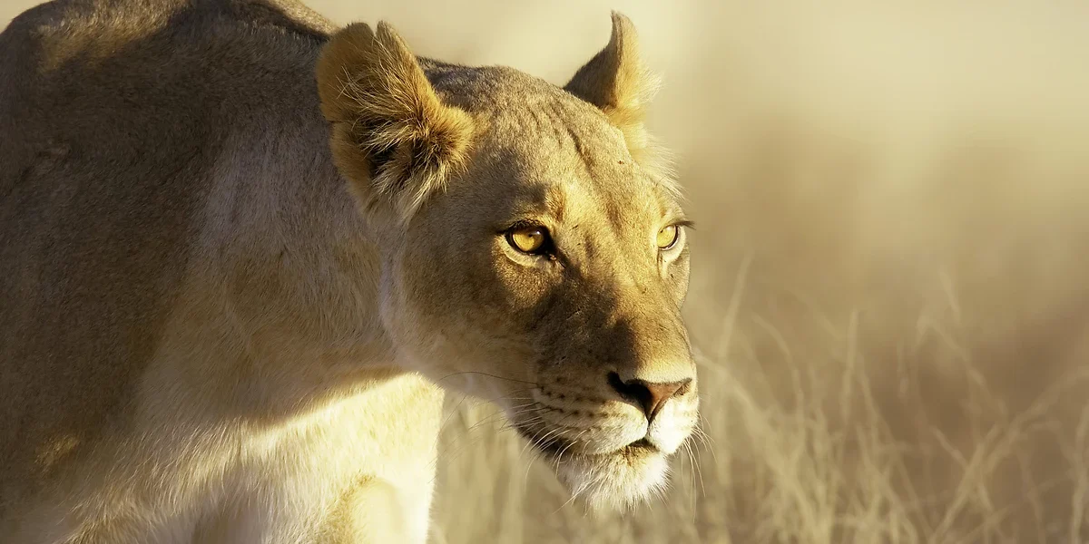 Lioness, Parc National du Kruger, Afrique du Sud