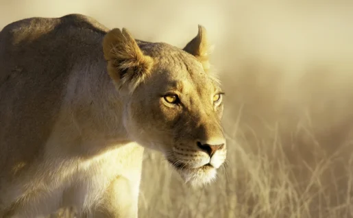 Lioness, Parc National du Kruger, Afrique du Sud