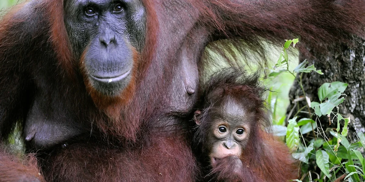Female of the oran outan with a baby, Malaysa