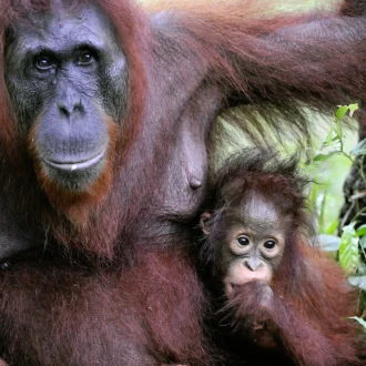 Female of the oran outan with a baby, Malaysa