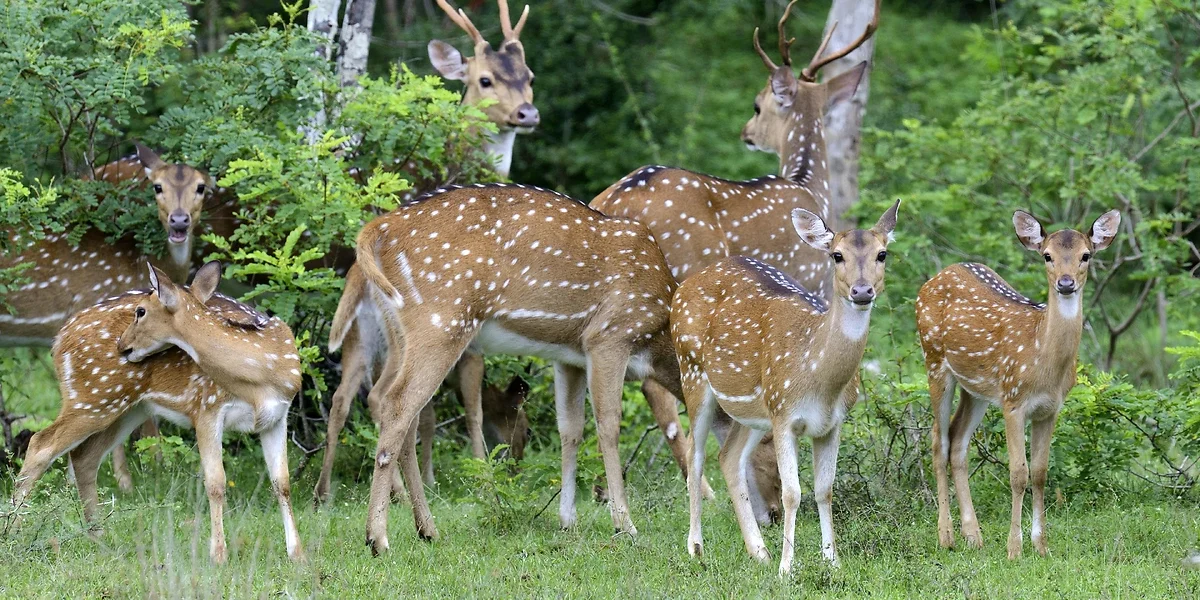 Parc National de Yala, Sri Lanka