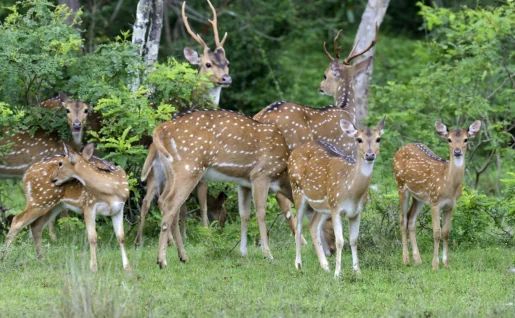 Parc National de Yala, Sri Lanka