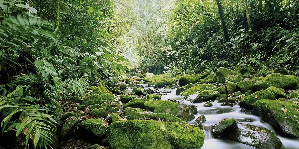 Reserve de Monteverde, Costa Rica, Amérique Latine