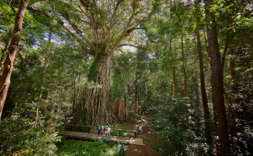 Yungaburra, Tropical North Queensland