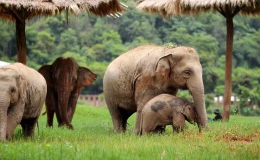 Chang Chill Elephant Park, Chiang Mai, Thaïlande