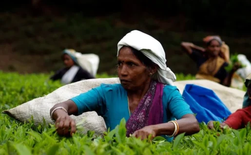 Cueilleuses plantations thé, Nuwara Eliya, Sri Lanka
