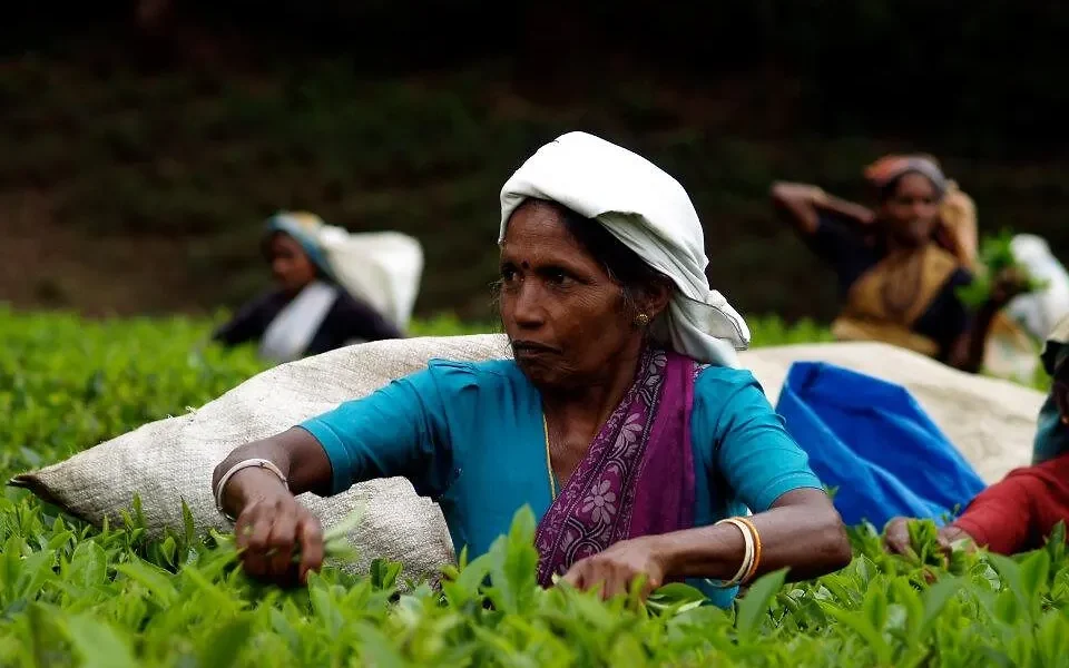 Cueilleuses plantations thé, Nuwara Eliya, Sri Lanka