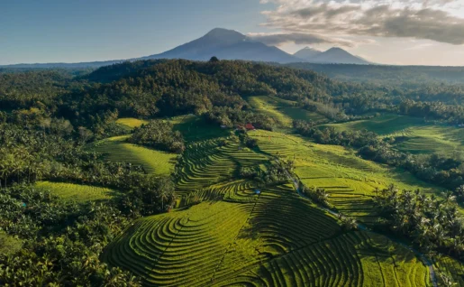 Vue aérienne des terrasses de riz, Ubud, Bali, Indonésie