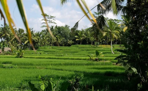 Rizières, Ubud, Bali, Indonésie