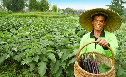 Bagus Agro Pelaga, visite de la ferme, Pelaga, Bali, Indonésie