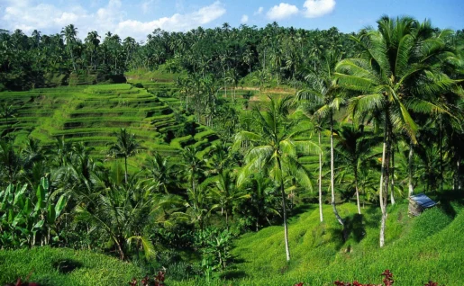 Rizières d'Ubud, Bali, Indonésie
