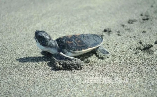 Programme de conservation des tortues de mer, Bali, Indonésie