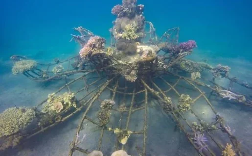 Projet Biorock, Pemuteran, Bali, Indonésie