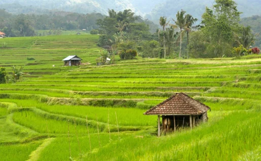 Rizières, Jatiluwih, Bali, Indonésie
