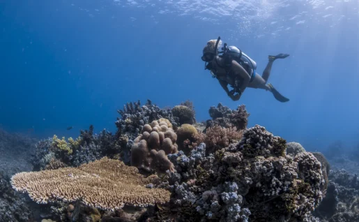 Plongée sous-marine, Bawah Reserve, archipel de Riau, Indonésie