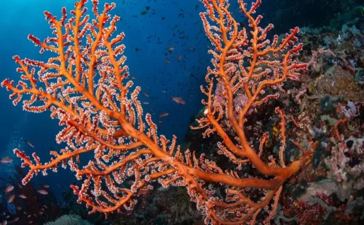 Plongée, Blue Lagoon, Puerto Galera, Philippines