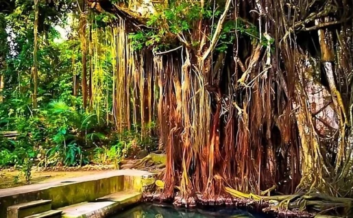 Balete Tree, Siquijor, Philippines