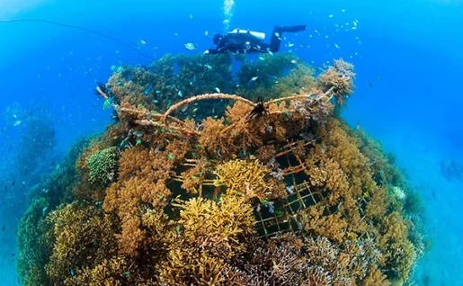 Plongée, Menjangan, Bali, Indonésie