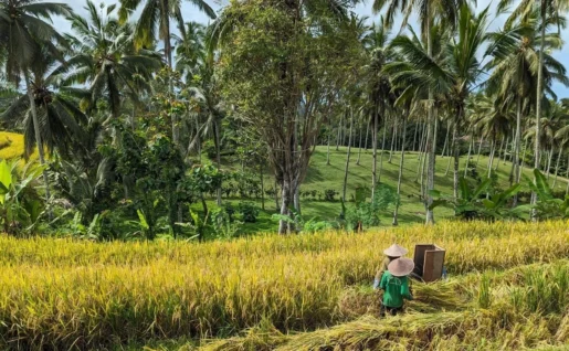 Rizières, Puri Dajuma Terrace, Pekutatan, Bali, Indonésie