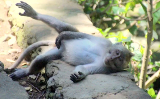 Forêt des singes, Ubud, Bali, Indonésie