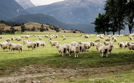 Moutons dans la région de Queenstown, Nouvelle Zélande, Océanie