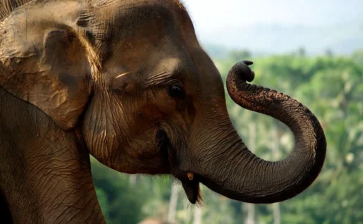 Eléphant, Minneriya, Sri Lanka