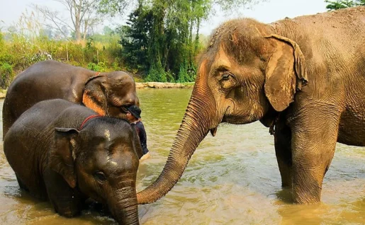 Sanctuaire des éléphants, Phuket, Thaïlande