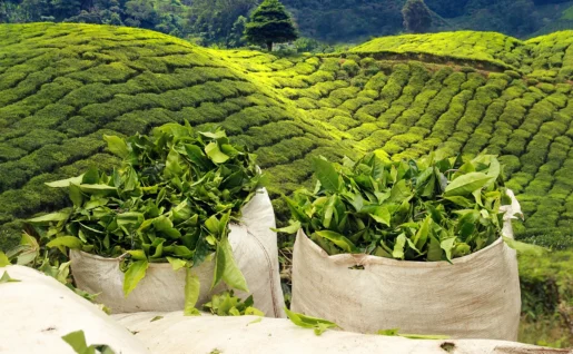 Récolte de thé dans les plantations, Nuwara Eliya, Sri Lanka