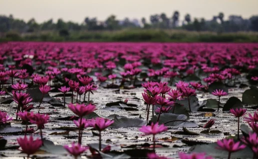 Lac aux lotus rouges, Udon Thani, Thaïlande
