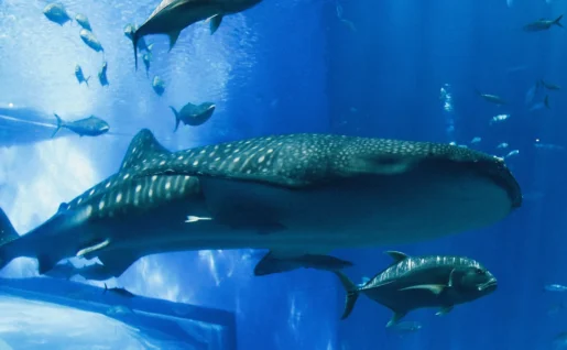 Requins baleines, Samboan, Philippines