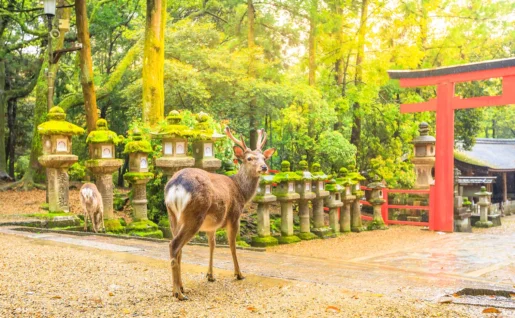Cerf sauvage dans le parc de Nara, Japon