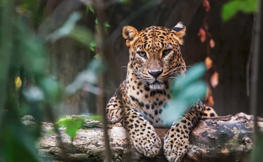 Guépard, Parc National de Yala, Sri Lanka