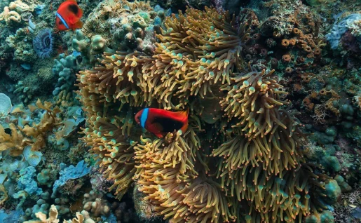 Flower Island Resort, plongée, Philippines