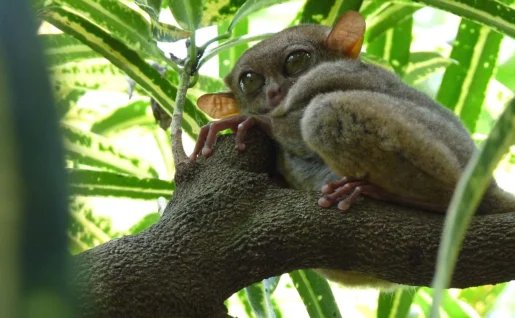Tarsier, Bohol, Philippines