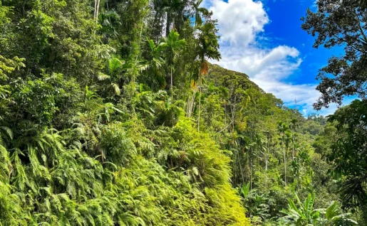 Sinharaja, Sri Lanka