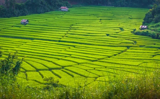 Rizières, Chiang Mai , Thailande