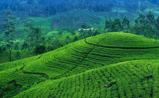 Plantations de thé, Sri Lanka