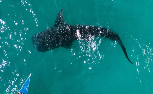 Requins baleines, Samboan, Philippines