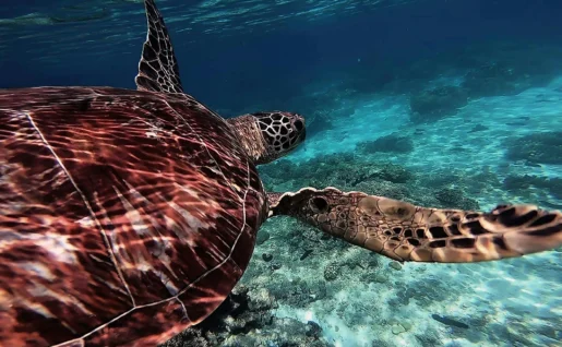 Apo Island, Dumaguete, Philippines