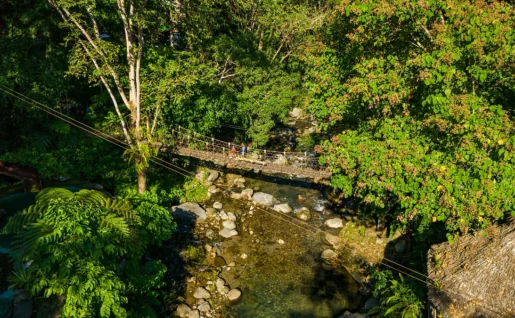 Jungle, Cebu, Philippines