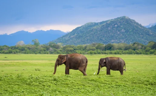Éléphants, Parc National Minneriya, Sri Lanka