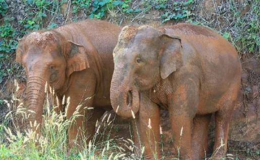 Eléphants, Chiang Mai, Thaïlande