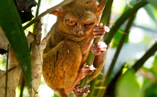 Tarsier sur une branche, Bohol, Philippines